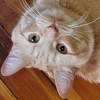 User profile avatar