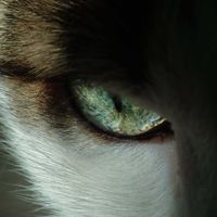 User profile avatar