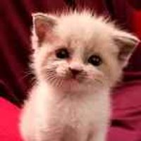 User profile avatar
