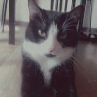 User profile avatar