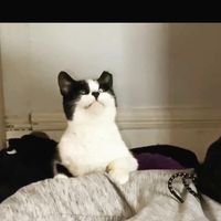User profile avatar