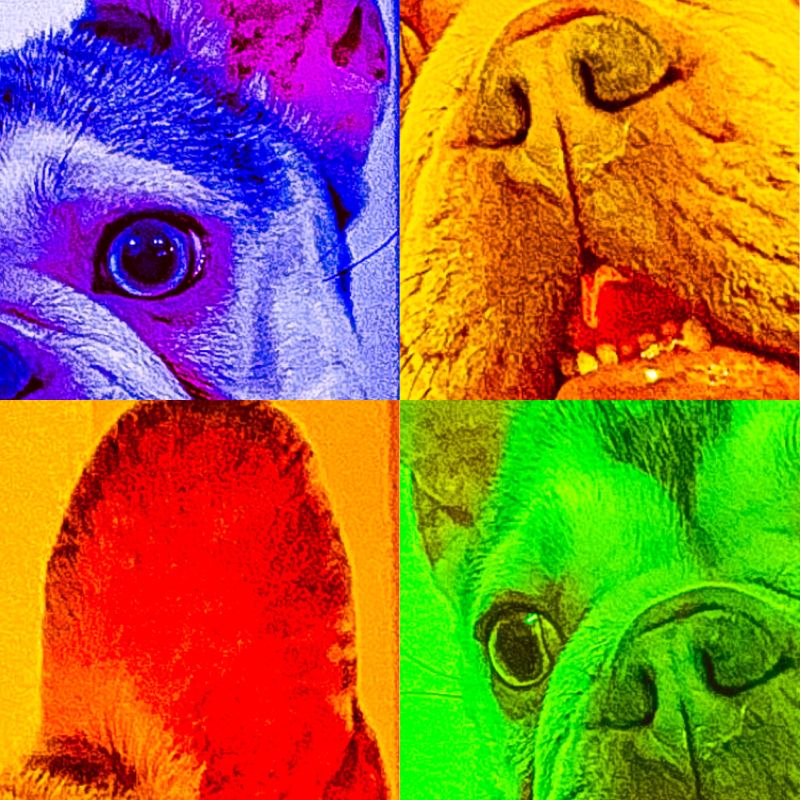 pop-dog-1-2-nft-earn-bnb-ftm-polygon-via-nfts-airnfts