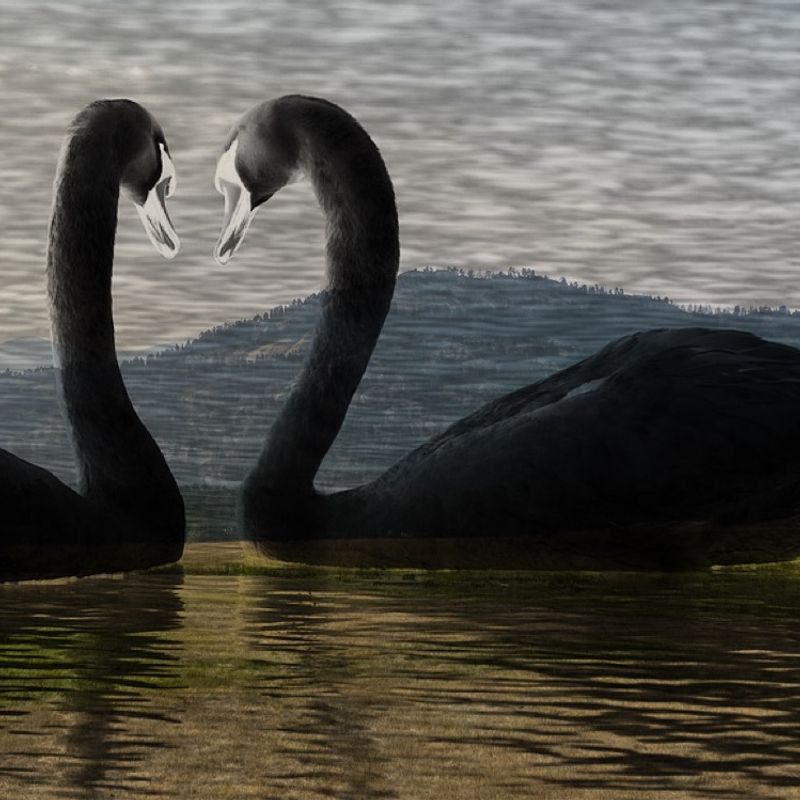 Nft Black Swans In The Sunset