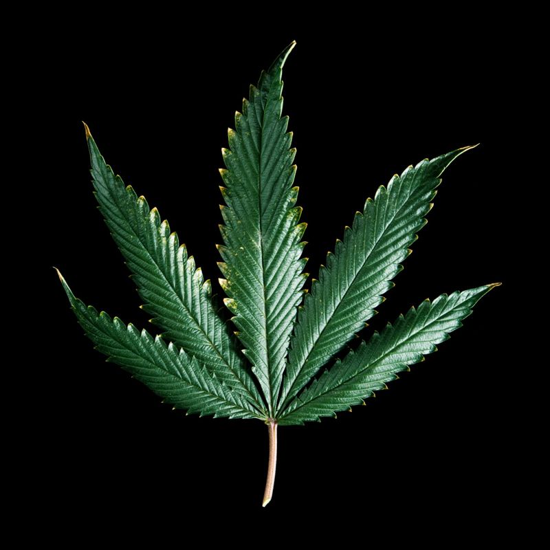Nft Cannabis 🌿 🌿 