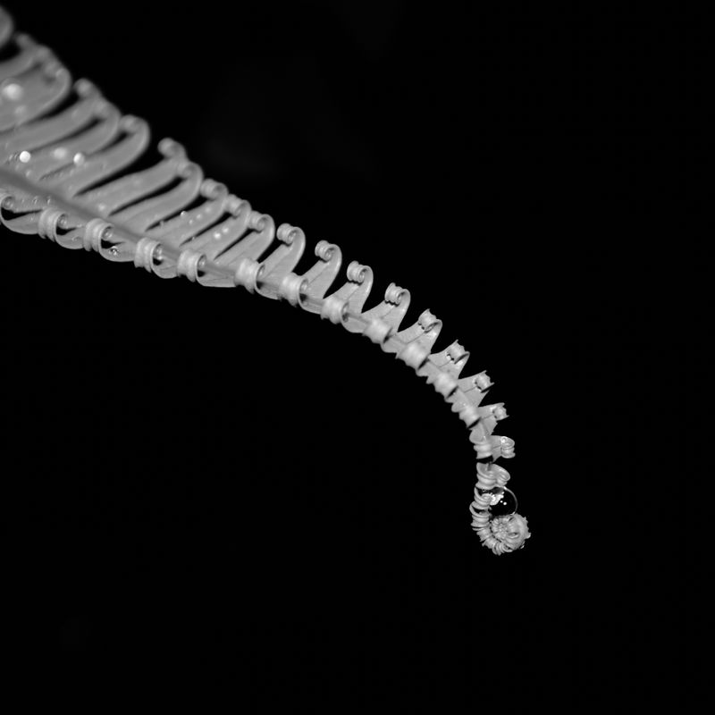 Nft Abstract fern
