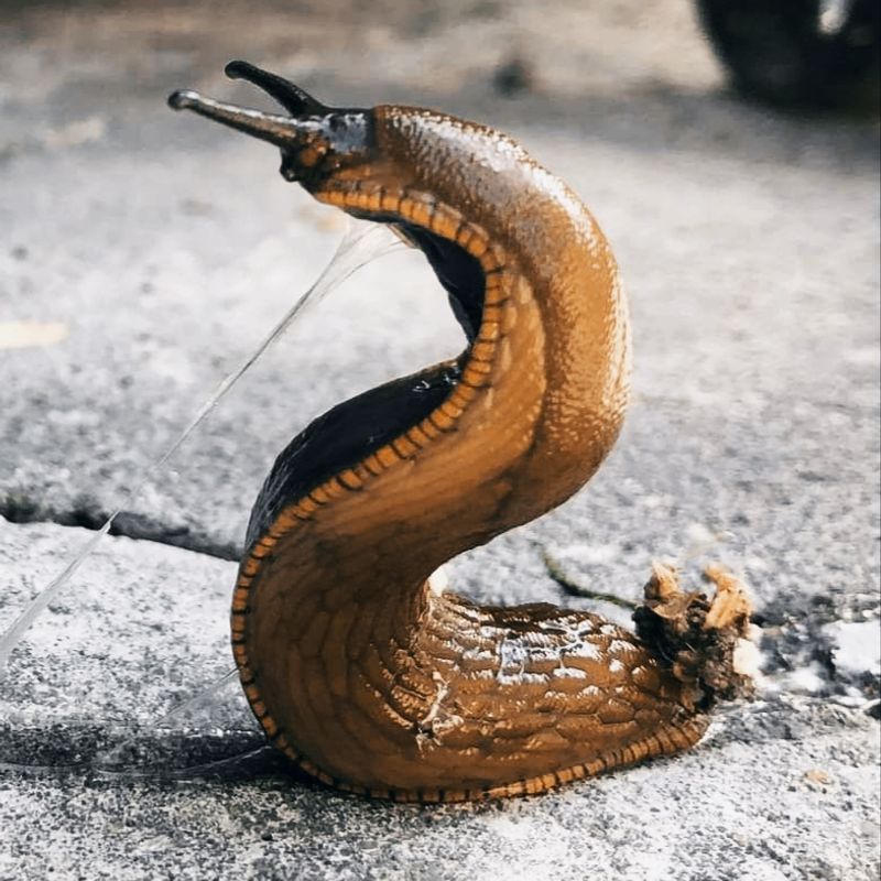 Nft snake-snail