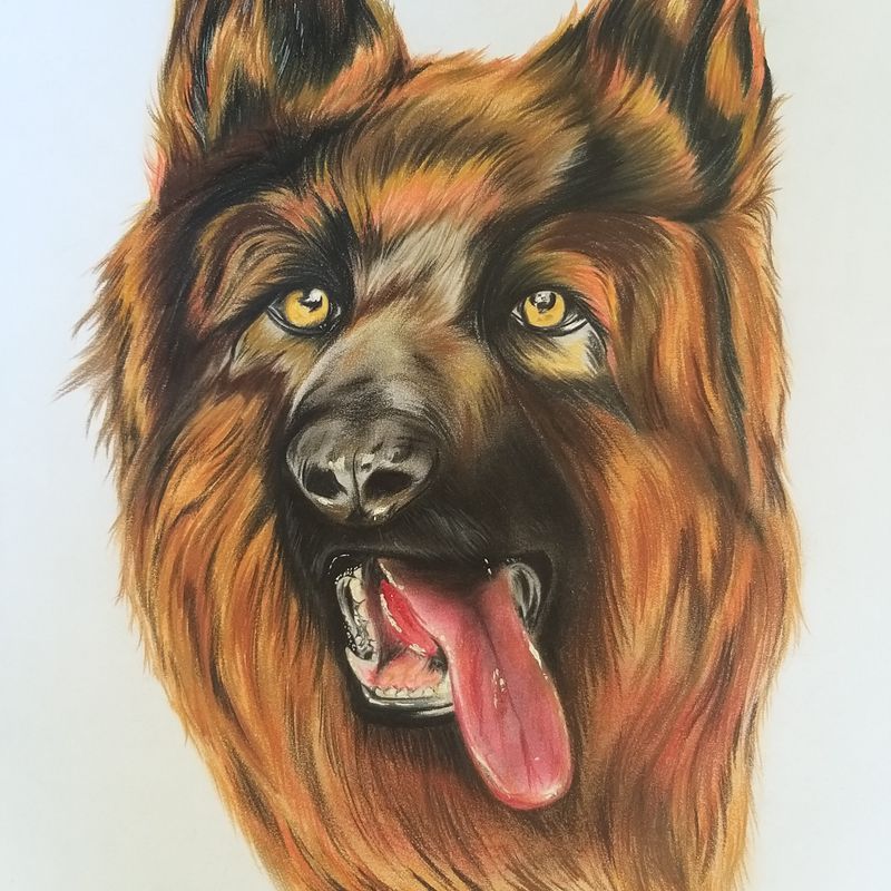 Nft shepherd dog - Pencil Drawing 