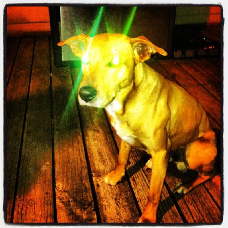 Nft Doggy Laser eyes 