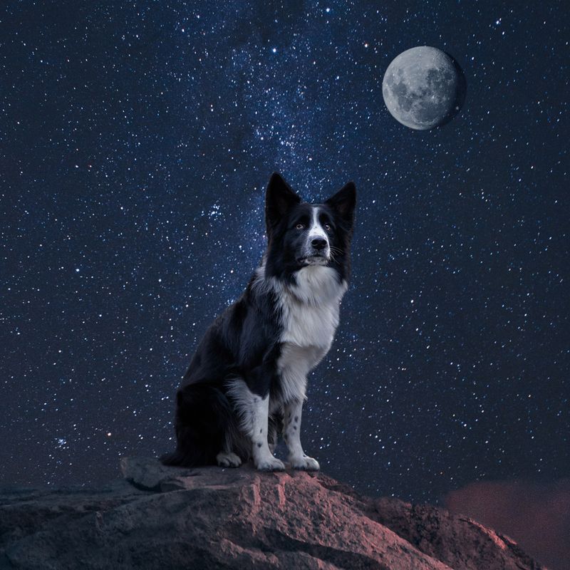 Nft Candela "Ninja" Dog