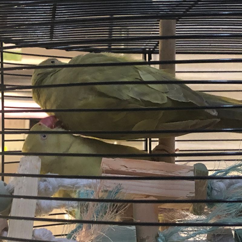 Nft Indian Ringnecks Love