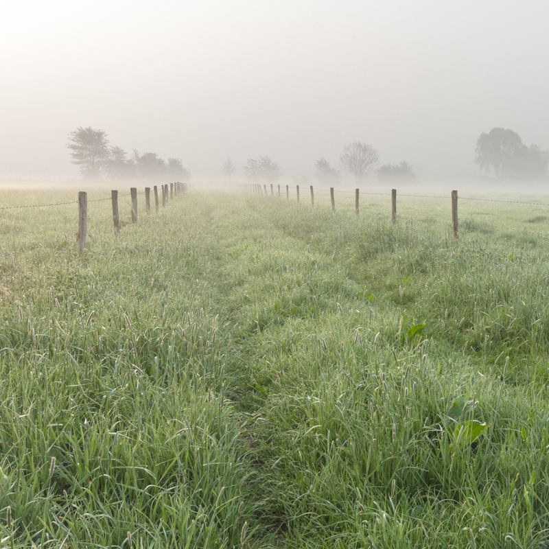 Nft Fields
