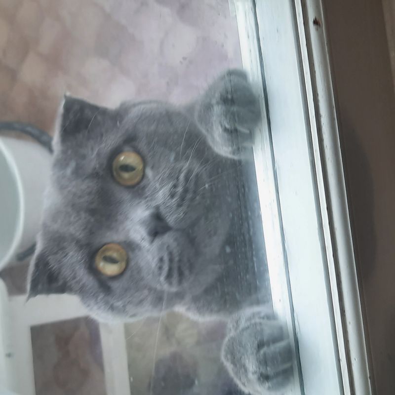 Nft my cat