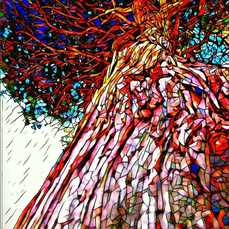 Forever Tree 🌳 NFT Collection Airnfts