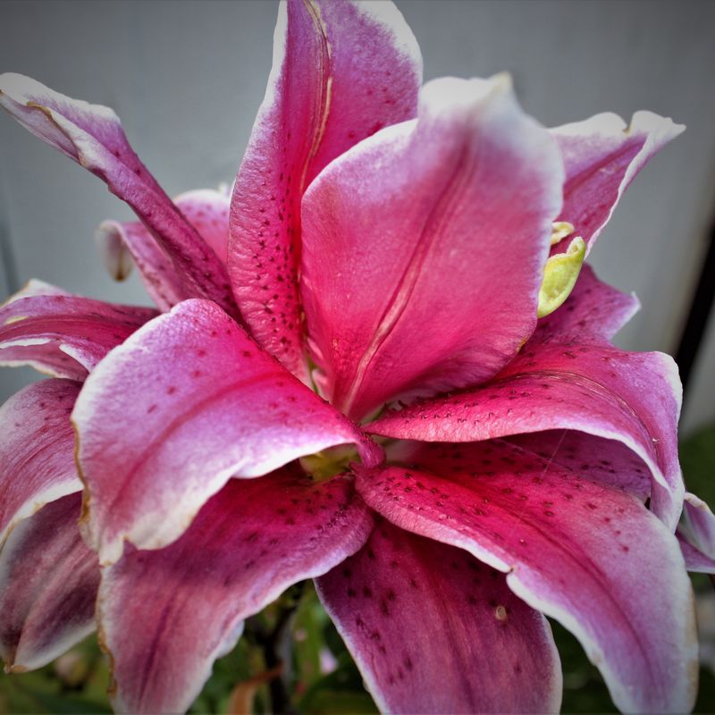 Nft Giant Oriental Lily