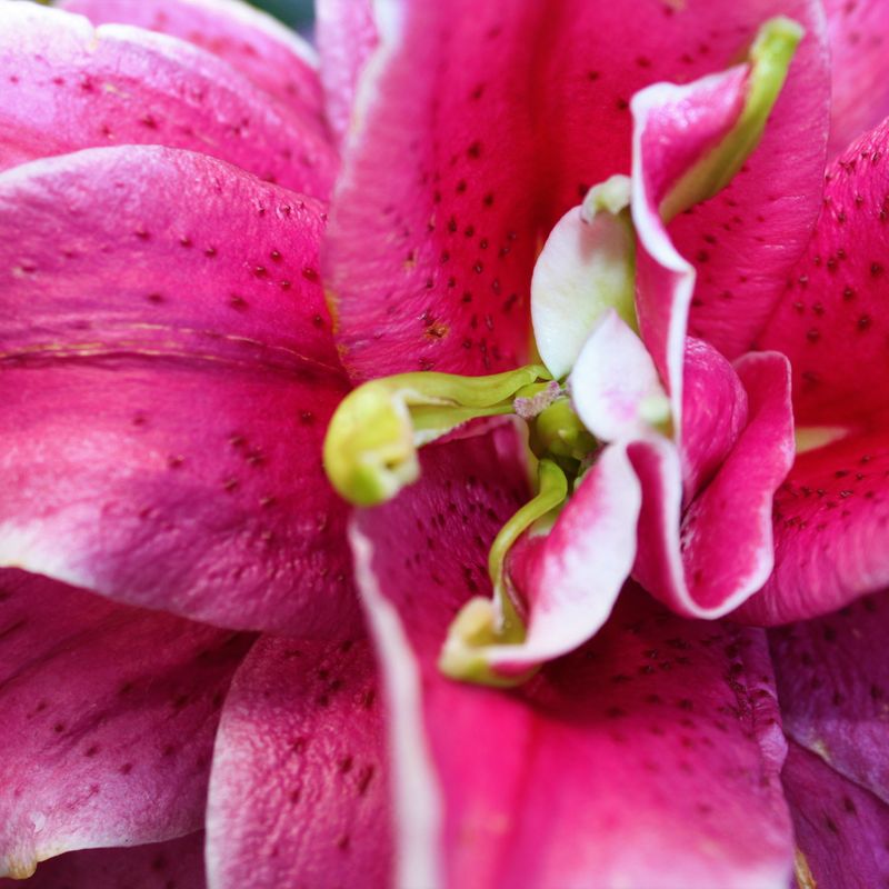Nft Giant Pink Lily 'Close up'