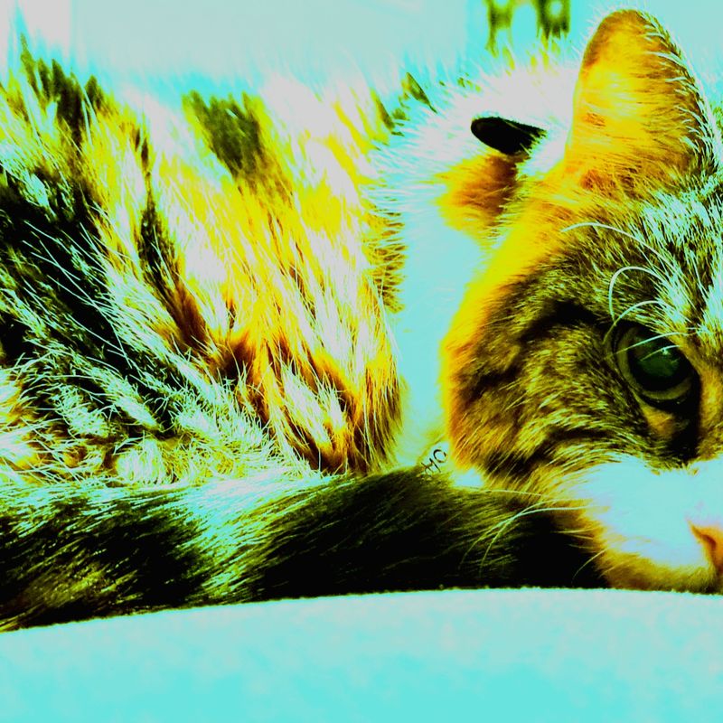 Nft CHILLING PUNK KAT -1