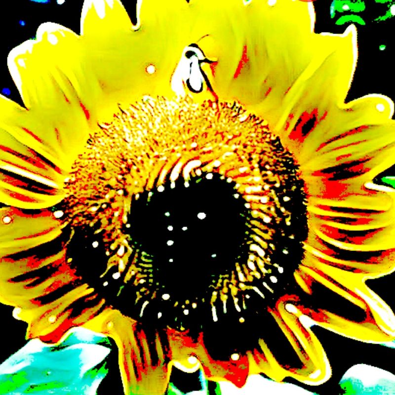 Nft Sunflower bee