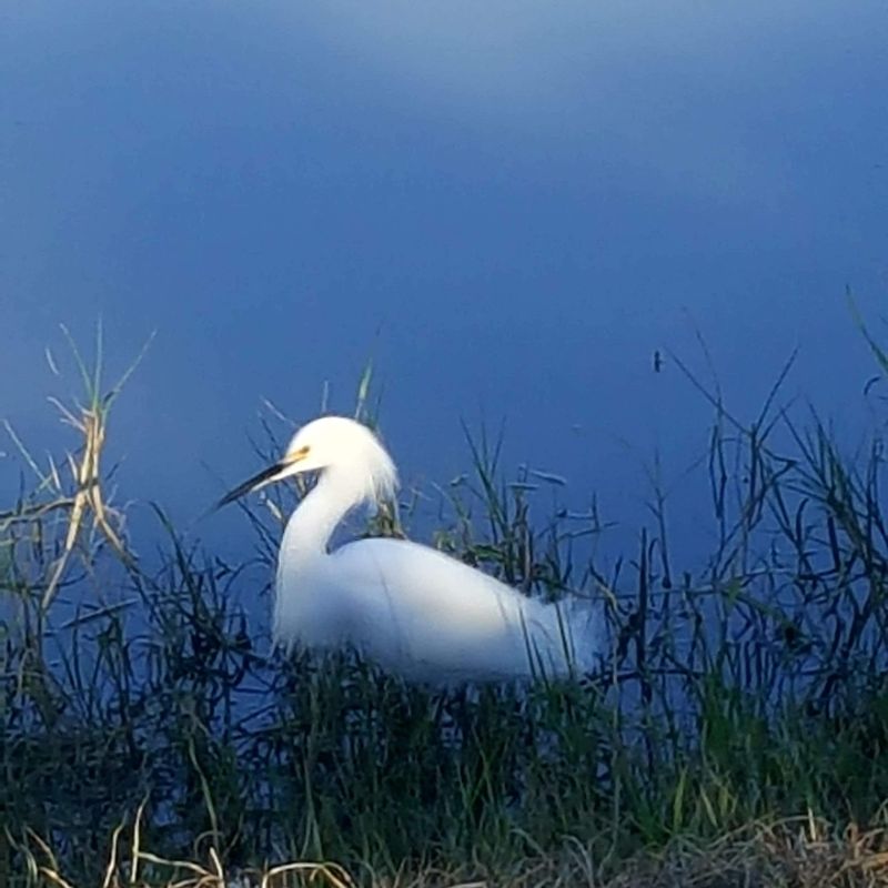 Nft Snowy Egret