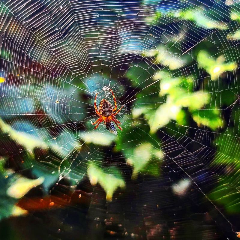 Nft Spiderweb 🕸 