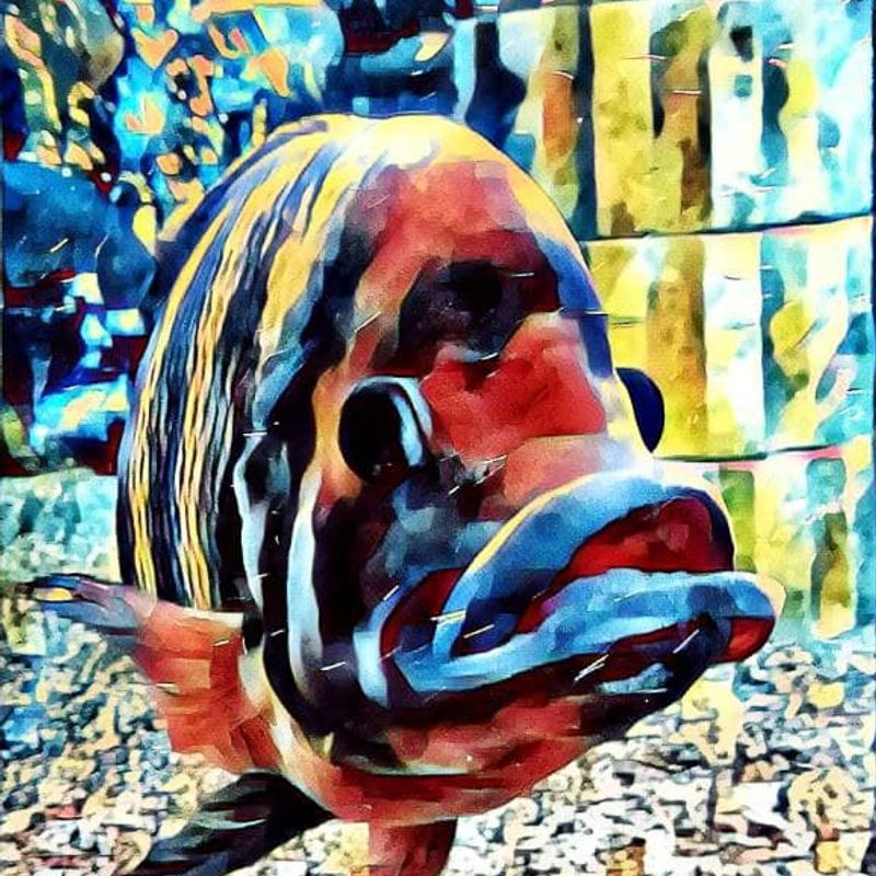 Nft Crypto Fish