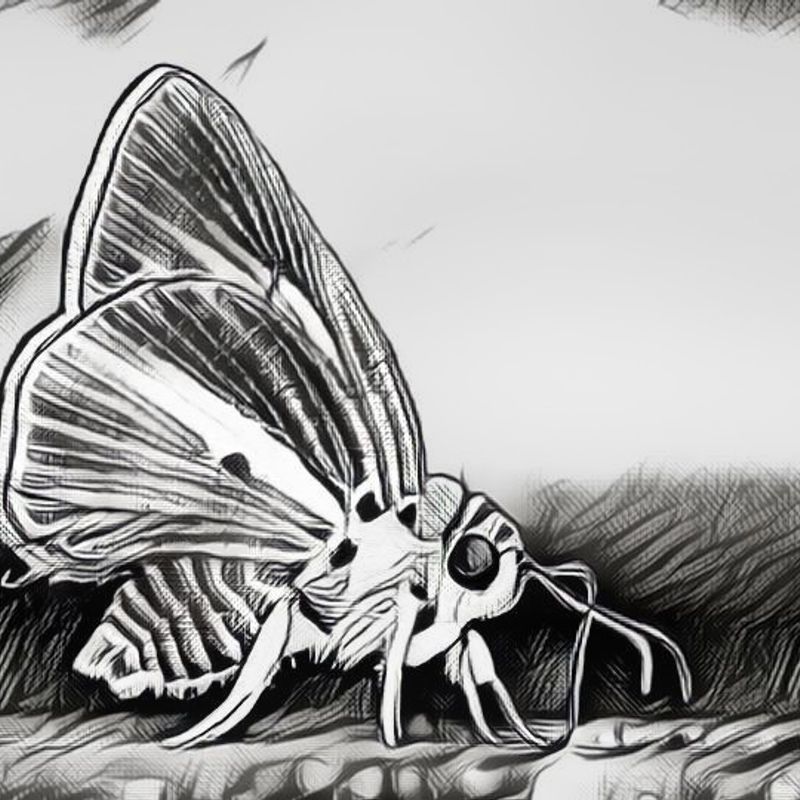 Nft White Moth