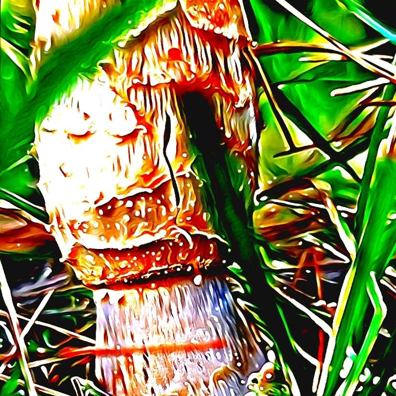 Nft Oct mushroom 
