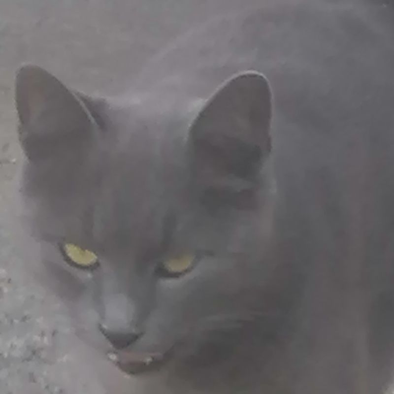 Nft Grey Vampire Cat