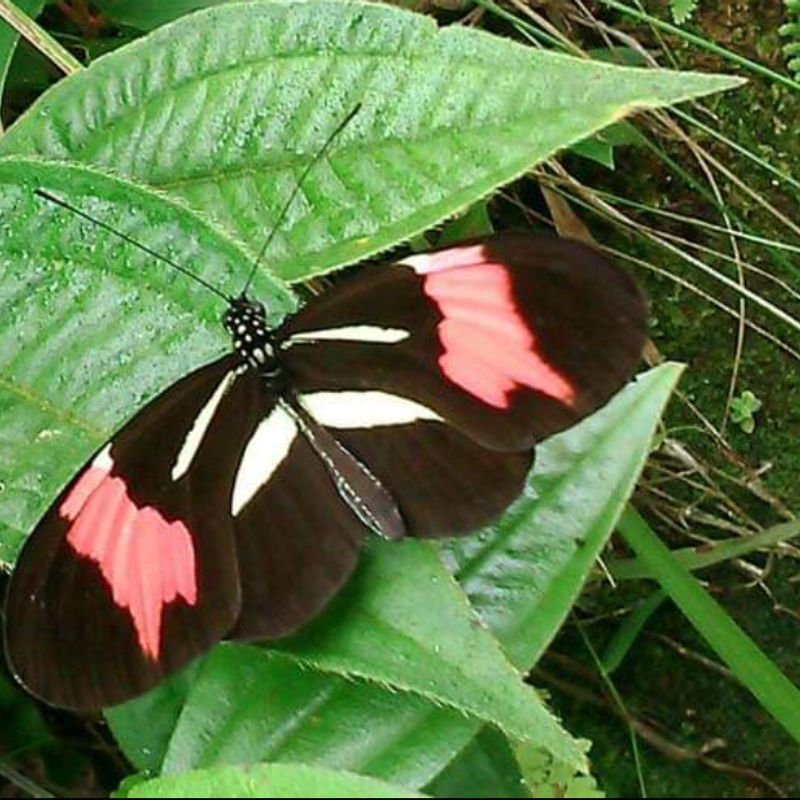 Nft Butterfly