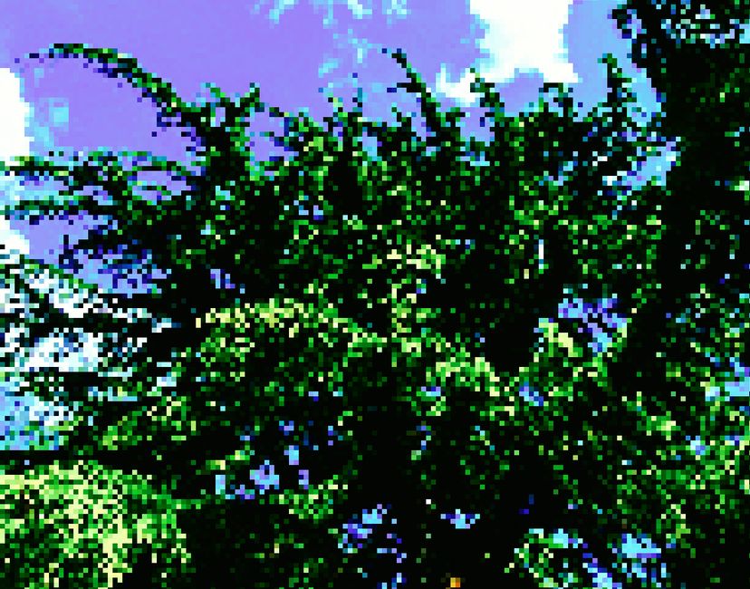 Nft Cedar Tree