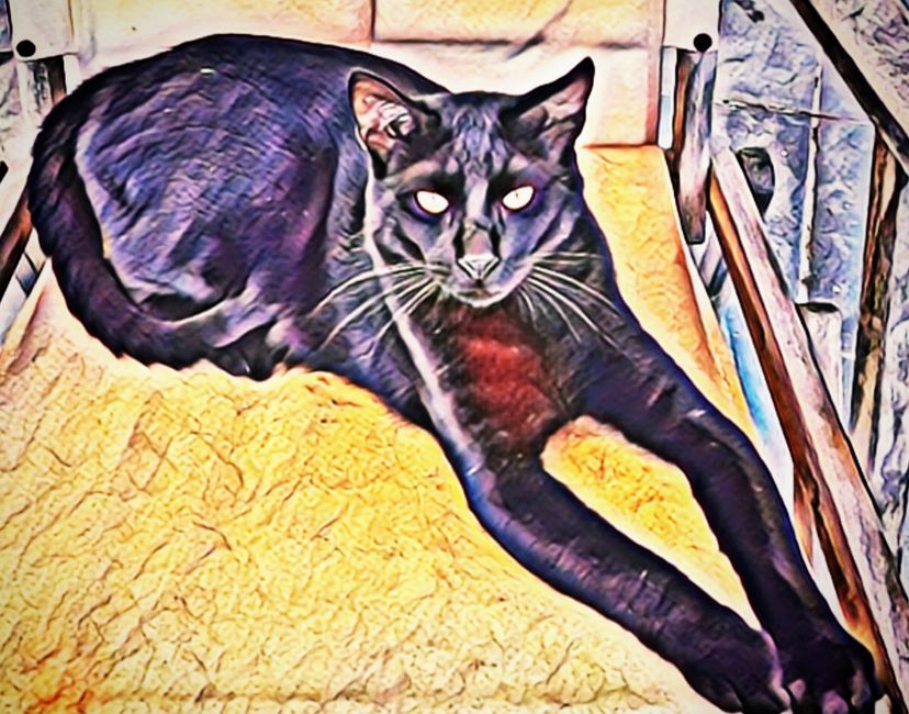 Nft Jupiter01Cats