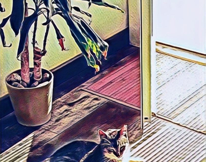 Nft Vida01Cats