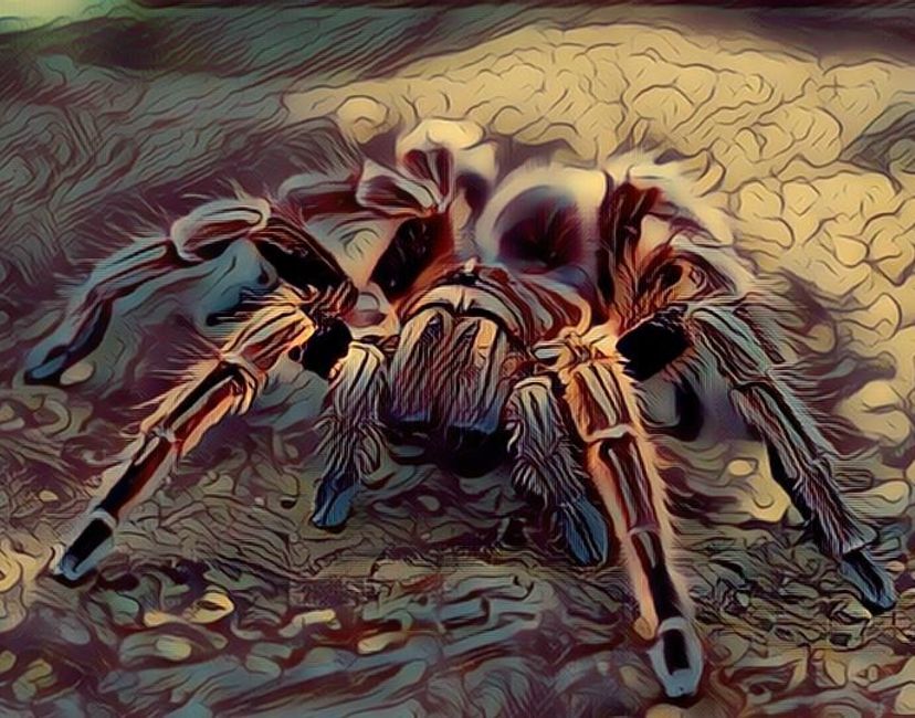 Nft Shadow Tarantule 🕷️🕸️