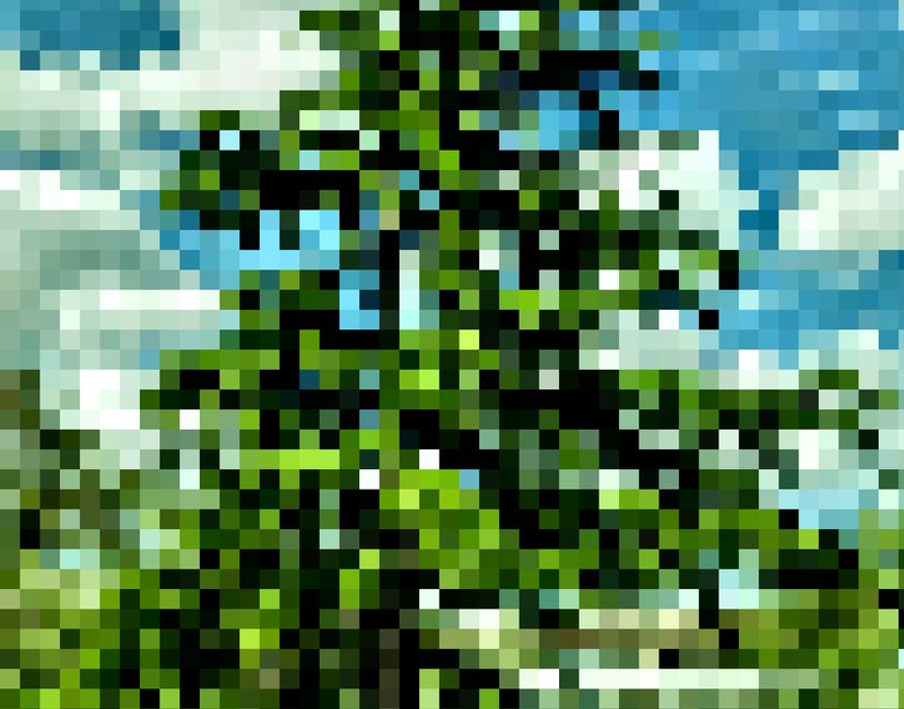 Nft Portfolio Tree