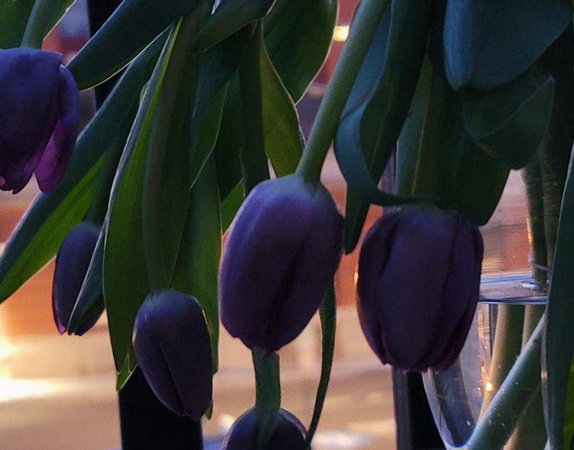 Nft Purple Tulips