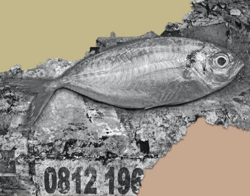 Nft Fish life