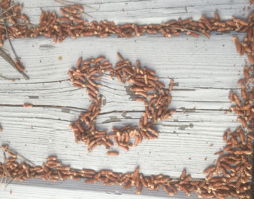 Nft Pine love