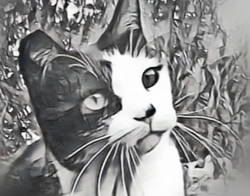 Nft Pirata3Cats