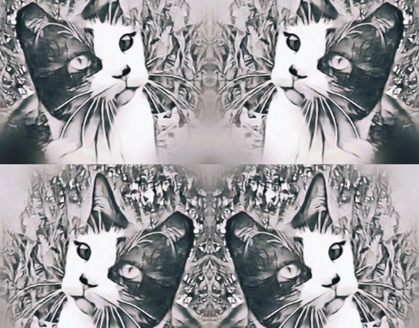 Nft Pirata4Cats