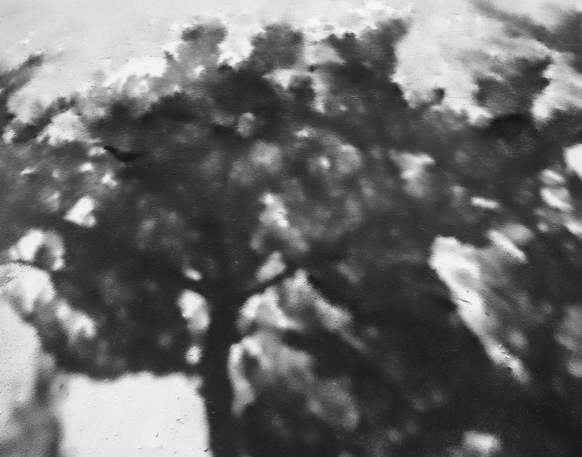 Nft Shadow 