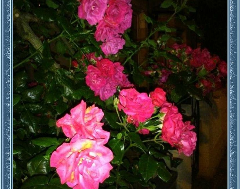 Nft Midnight Rose 1