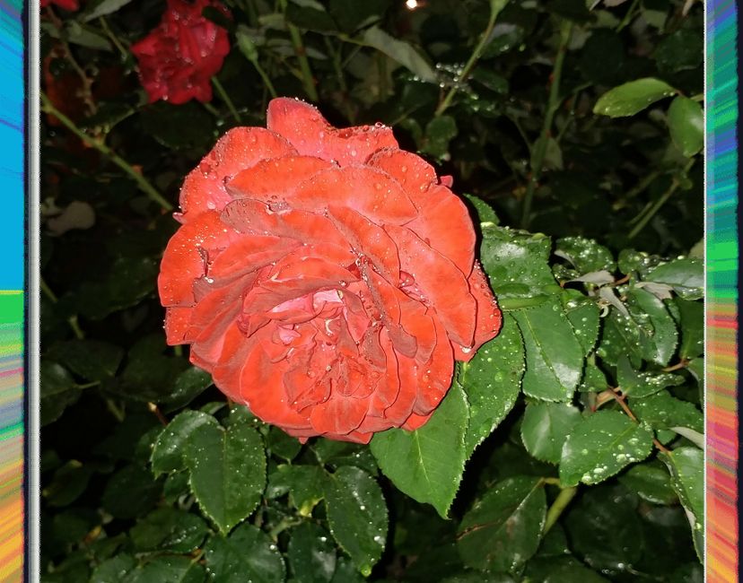 Nft Midnight Rose 2