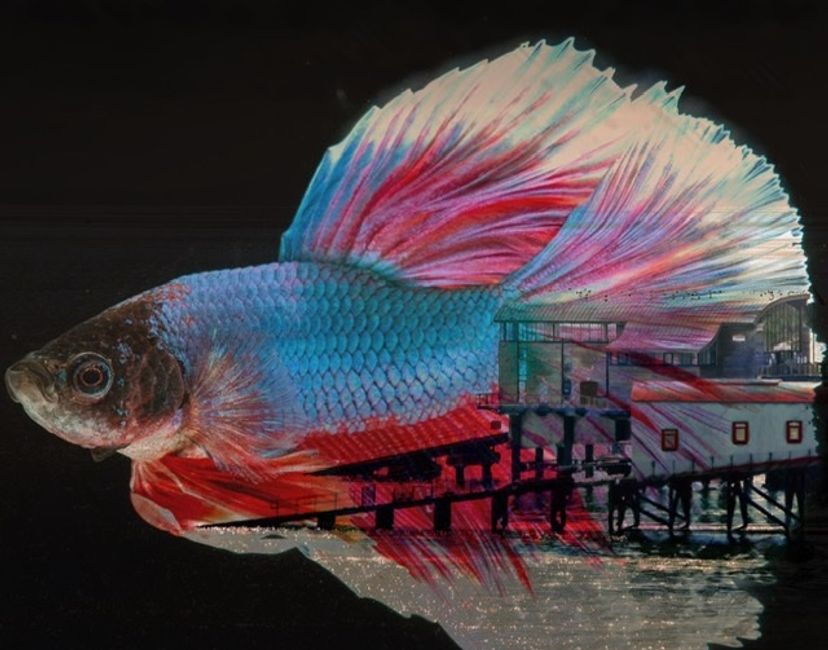Nft Rainbow Docks