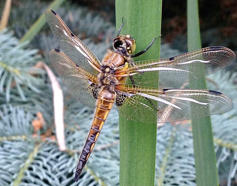 Nft Real NFT Dragon-Fly 2/99