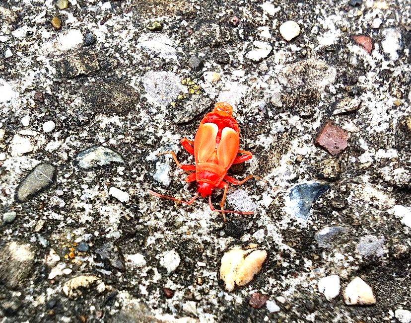 Nft Real NFT RedBug 1/99