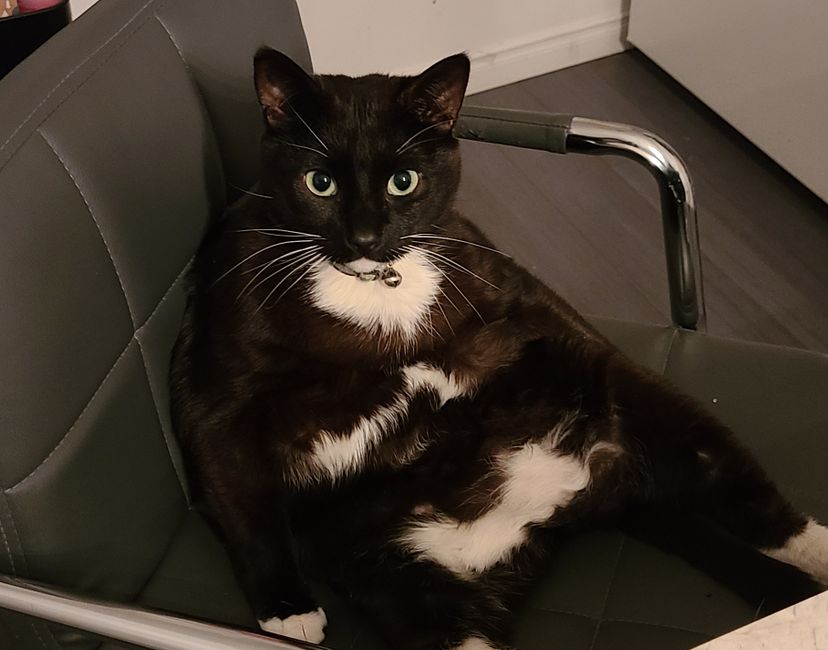 Nft Bizness cat 