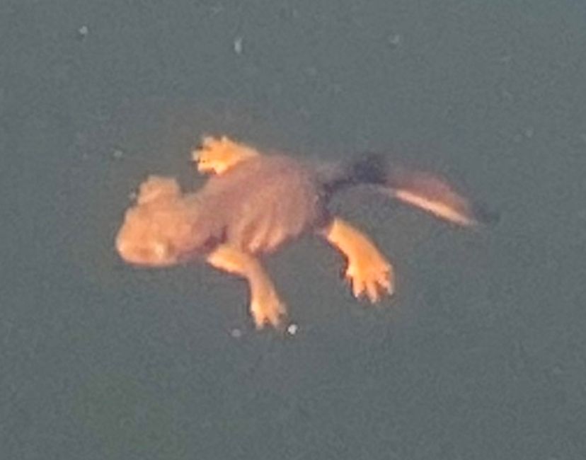 Nft MR BLUNT - SALAMANDER 