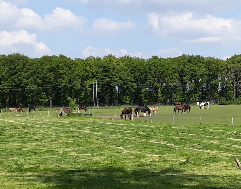 Nft NFT Nederland Horseses