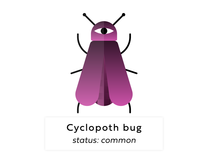 Nft Digi bug #71