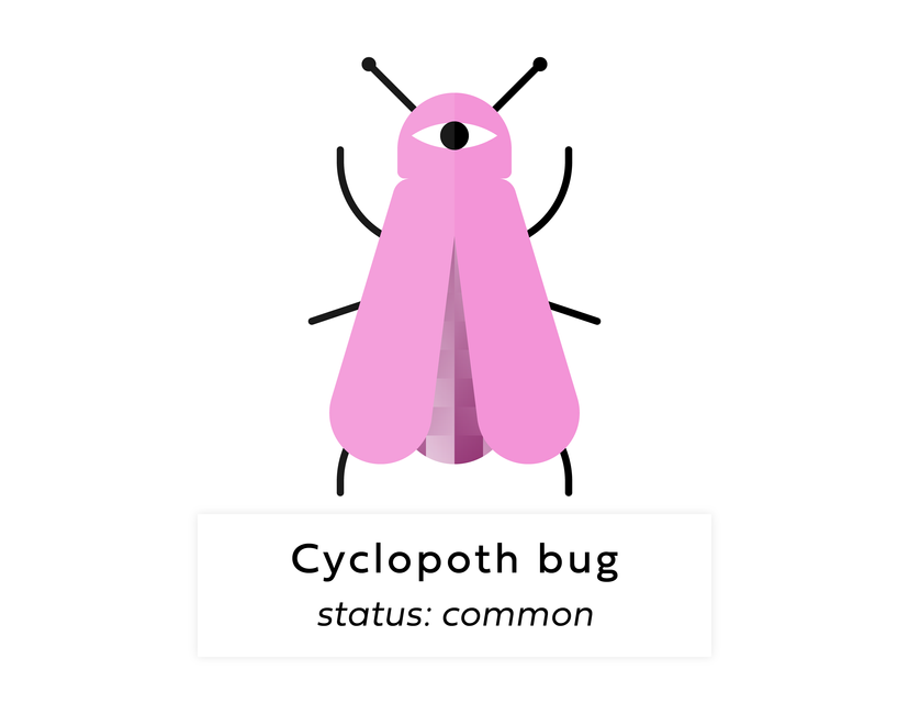 Nft Digi bug #79