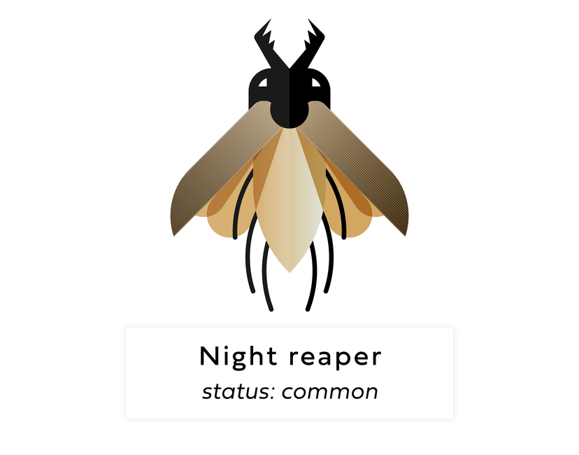 Nft Digi bug #117